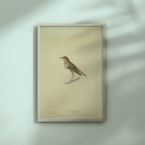 Hermit Thrush by John James Audubon 1820 black chalk, watercolor, and gouache over graphite printable vintage painting.