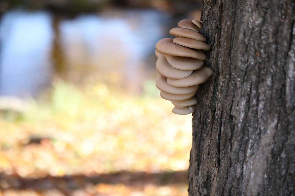 Oyster Mushroom Liquid Culture Etsy UK
