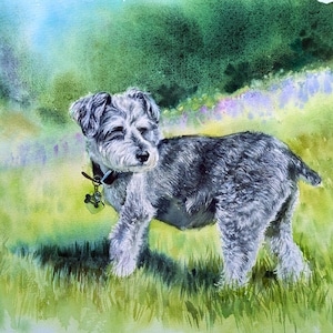 May include: A watercolor painting of a gray Schnauzer dog standing in a grassy field. The dog has a dark collar with a small bone-shaped tag hanging from it. The background features soft, blended washes of green and purple, suggesting foliage.