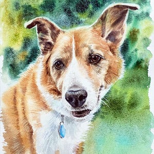 May include: A watercolor painting of a dog with brown and white fur, featuring upright ears, dark brown eyes, and a black nose. The dog wears a collar with a small blue tag. The background is a soft, blended wash of green and yellow tones.