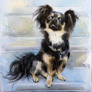May include: A watercolor painting of a long-haired black and tan dog with white chest markings, wearing a silver collar with a small tag. The dog is sitting on a light blue surface with a soft, painterly wash effect in the background.