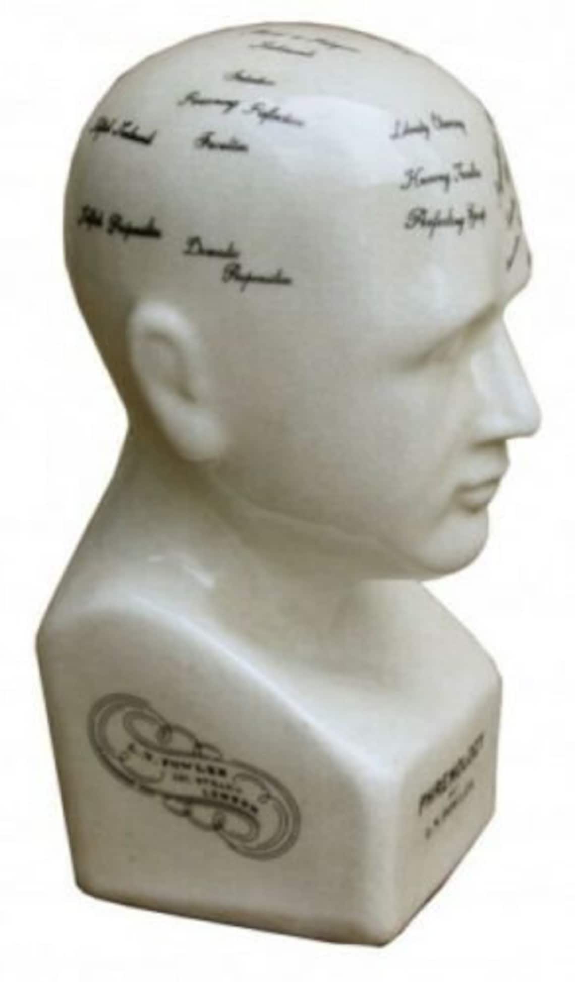 Ceramic Glazed Phrenology Head Science Bust Sculpture Ornament Etsy