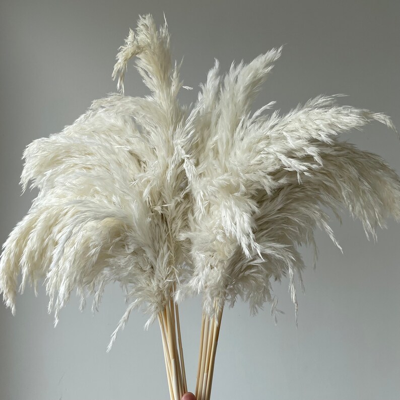 10 Stems White Pampas Grass Dried Pampas Grass Bouquet Wedding Etsy