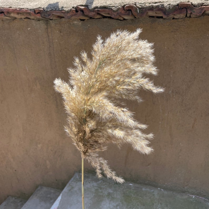 S Size Mini Pampas Grass Flower Bunch Dried Pampas Grass Etsy