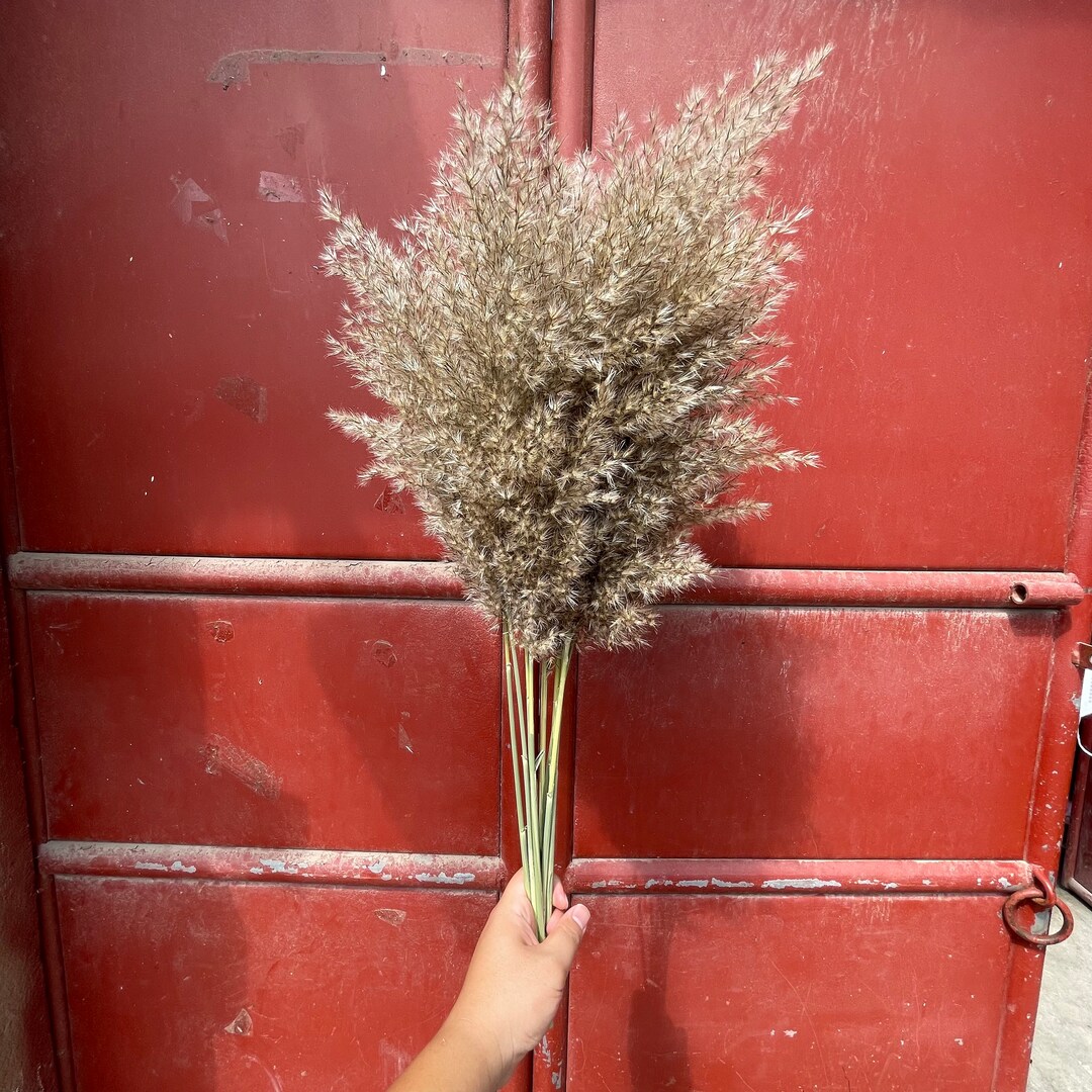 Pampas Grass Dried Flower Pampas Grass Decor Wedding Decor Flower Bunch
