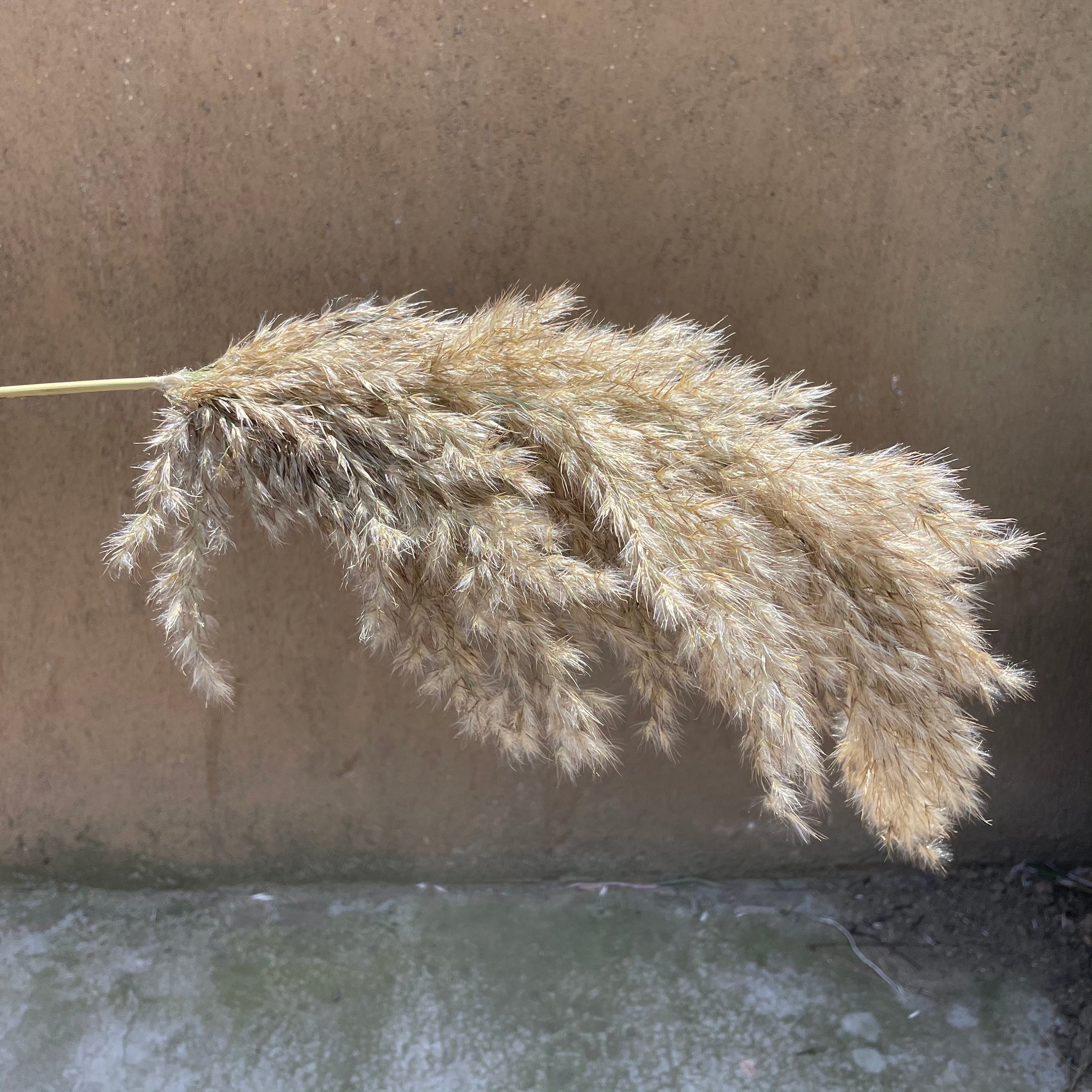 S Size Mini Pampas Grass Flower Bunch Dried Pampas Grass Etsy