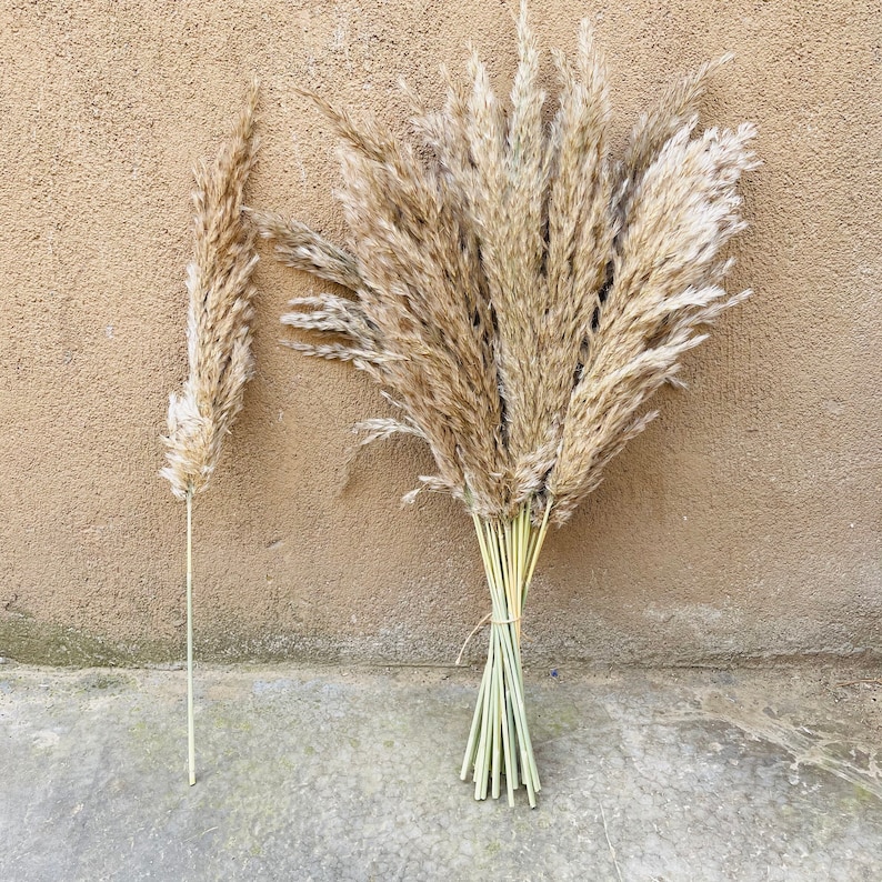 S Size Mini Pampas Grass Flower Bunch Dried Pampas Grass Etsy New Zealand