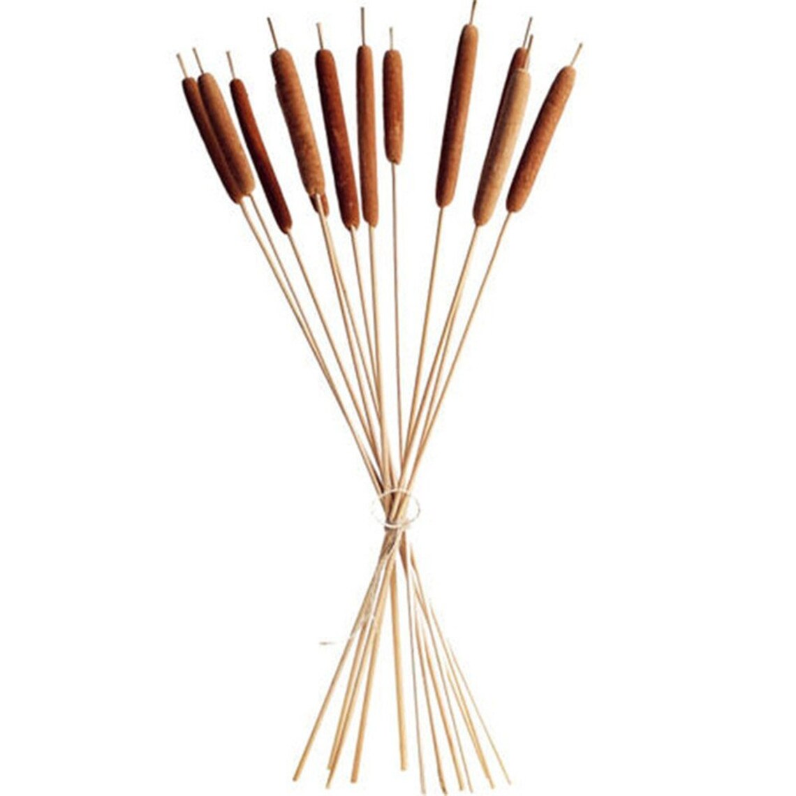 Free Shipping 10 Pcs Reed Stick Home Bonsai Decor Natural Etsy