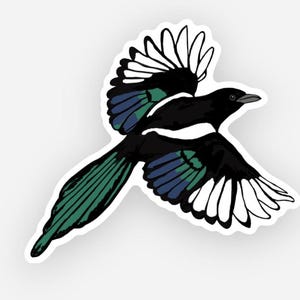 Könnte beinhalten: Eine schwarz-weiße Elster mit grünen und blauen Akzenten fliegt mit ausgebreiteten Flügeln.