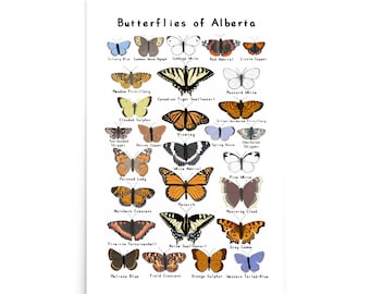 May include: A poster titled "Butterflies of Alberta" features illustrations of various butterfly species. The poster showcases a variety of colorful butterflies, including the Monarch, Painted Lady, and Swallowtail. The names of each butterfly are printed below their respective images.