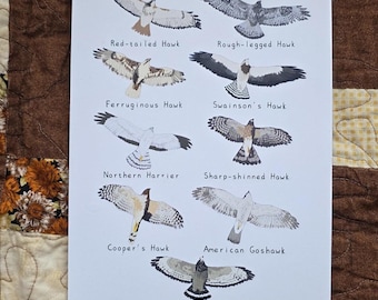 Hawks of Alberta 6 by 9 inches Print Recycled Paper | Handmade