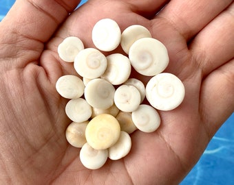 Natural Snail Shell Trapdoor Operculum Rounds Set of 20 Pieces Sea Gems for Jewelry Designers - Ring, Pendant, Necklace or Bracelet