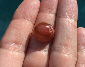 Utah Petrified Red Horn Coral Oval 18x13 MM Diameter Cabochon Gemstone for Jewelry Making - Ring, Pendant, Necklace, or Bracelet
