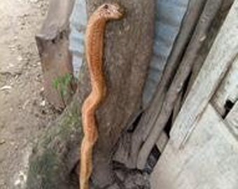 Hand Carved Cobra Snake Walking Stick, Serpent Design, Eucalyptus Wood Walking Cane, Lengths 28 to 78 in, Hiking Stick Gift for Dad