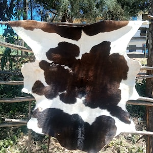 May include: A brown and white cowhide rug with a natural, rustic look. The hide is stretched and dried, showing the natural markings and texture of the animal.