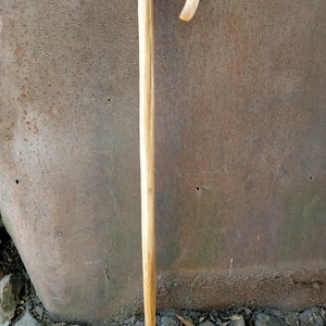 May include: A wooden walking stick with a curved handle. The stick is light brown in color and has a smooth finish.