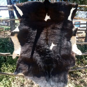 May include: A black and white cowhide rug with white patches. The hide is hanging on a wooden fence.