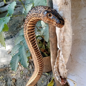 May include: A detailed wooden cobra sculpture with a brown and black pattern. The snake is posed in a curved position, with its head raised. The sculpture has intricate details, including scales and facial features. The background includes foliage and a tree trunk.