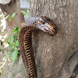 Pode incluir: Uma bengala de caminhada esculpida para se parecer com uma cobra, com escamas marrons e pretas. A bengala está encostada em um tronco de árvore.