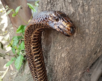May include: A walking stick carved to resemble a snake, with brown and black scales. The stick is leaning against a tree trunk.