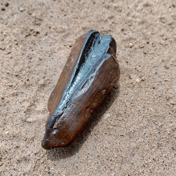 Natural Petrified Crocodile Tooth Lake Turkana Kenya Cretaceous Period Fossilized Brown Shelf Display Decoration Pendant Jewelry Use RARE!