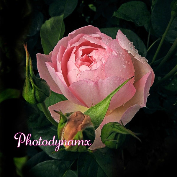 FRAMED CANVAS wall art macro closeup pink rose flower spring summer gardens flowers plants red photography beautiful raindrops dew droplets