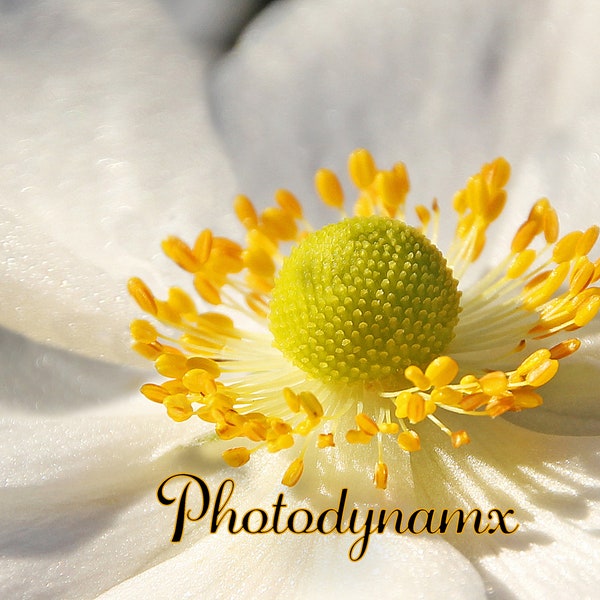 FRAMED CANVAS wall art macro closeup white rose roses flower spring summer gardens flowers plants photography beautiful hanging home decor