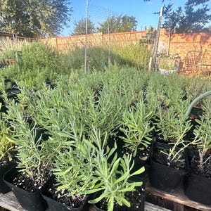 Healthy English Lavender Plants in 4-Inch Pots – 6-8 Inches Tall.”
