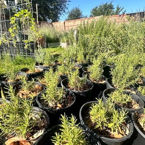 Fresh Homegrown Rosemary Plant | 6-Inch Pot | Aromatic & Culinary Herb | 4-6” Tall | Perfect for Indoor or Outdoor Gardens