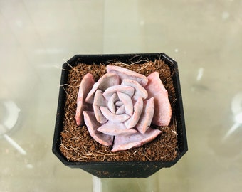 Echeveria Encinova Rare Imported Changhee Unique Succulent Plant Lover Gift