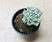 Echeveria Topsy Turvy - colorful succulent