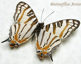 Map Wing Cyrestis Nivea Real Butterfly Entomology Collectible Framed In Shadowbox