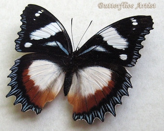 unmounted butterfly HYPOLIMNAS ALIMENA HETEROMORPHA