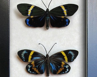 REAL FRAMED DAY FLYING MOTH BLUE GREEN ALCIDES VERSO INDONESIA 