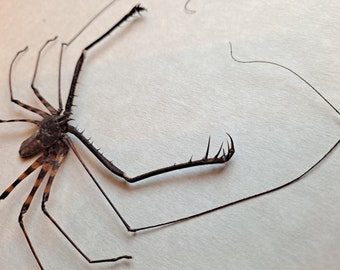 Whip Cave Spider Demon Medius Framed Arachnid Shadowbox Display