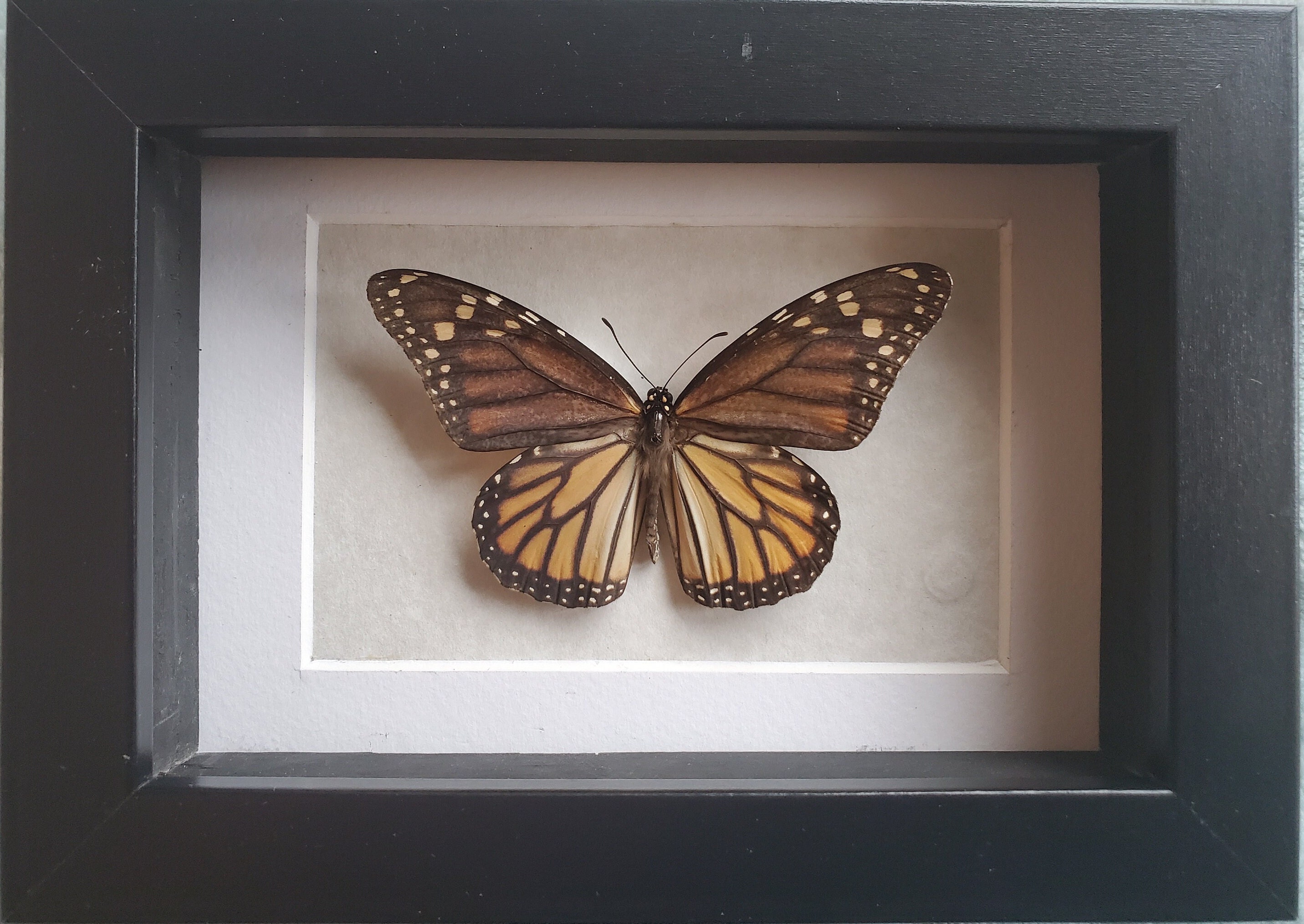 Real Monarch Butterfly Specimen / American Monarch Specimen Danaus