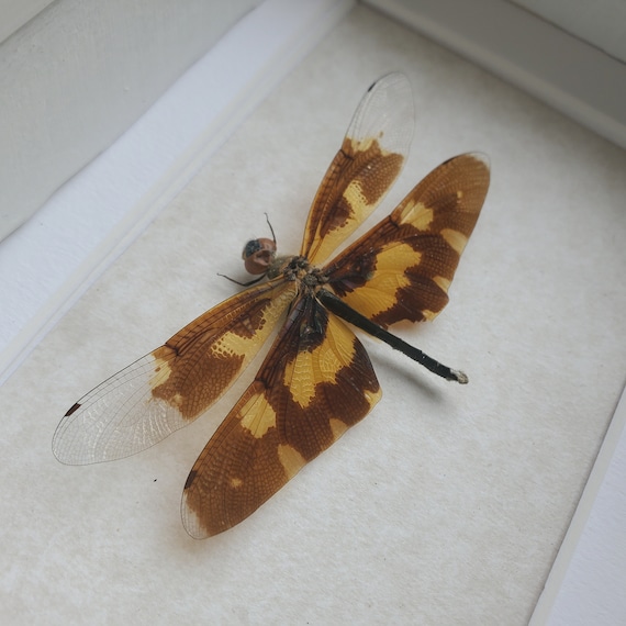 Variegated Flutterer Rhyothemis Variegata Dragonfly Framed Odonata  Shadowbox - Etsy Denmark