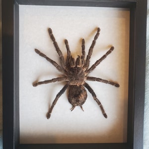 Giant Brazilian Salmon Pink Birdeater Lasiodora parahybana Tarantula Spider Arachnid Shadowbox Display image 2