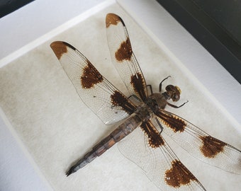 Twelve-Spotted Skimmer Dragonfly Libellula Pulchella Framed Odonata Shadowbox