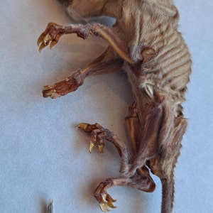 May include: A small, brown, dried animal with a long tail. The animal is lying on its side with its legs outstretched. The animal's fur is matted and its skin is wrinkled.