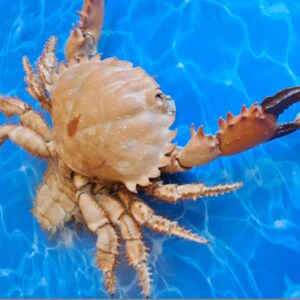 May include: A large, orange-brown crab with spiky legs and claws is submerged in a blue, rippled water background.