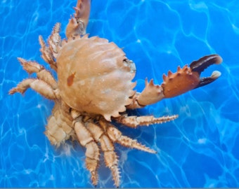 Sawedged Spooner Crab Etisus Utilis Crustacean Shadowbox Display