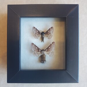 Puede incluir: Dos polillas marrones se exhiben en un marco negro con un paspartú blanco. Las polillas están montadas sobre un fondo blanco.