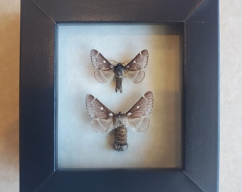 Small Eggar Eriogaster Lanestris Pair Framed Lepidoptera Shadowbox Display
