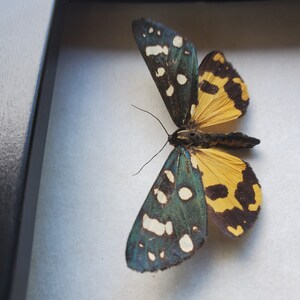 Panaxia Scarlet Tiger Moth Callimorpha Dominula Framed Arctiinae Shadowbox Display image 6