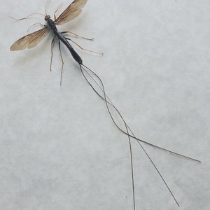 Langstaartreus Ichneumon-wesp Megarhyssa Atrata Lineata Ingelijste Hymenoptera Swadowbox