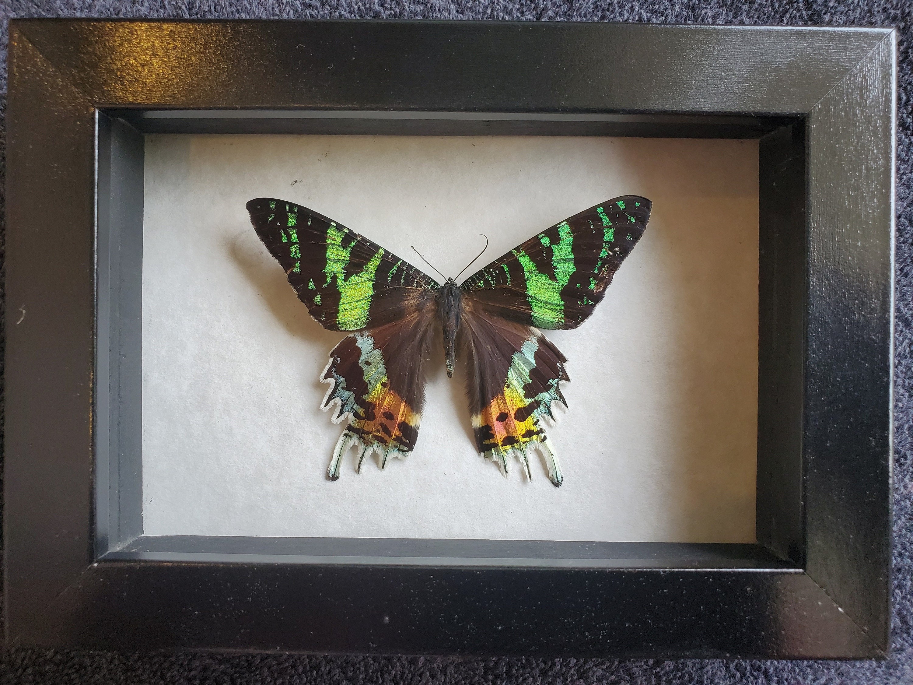 Madagascan Sunset Moth Chrysiridia Urania Ripheus Framed