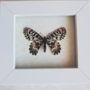 Southern Festoon Zerynthia Polyxena Framed Lepidoptera Shadowbox image 5