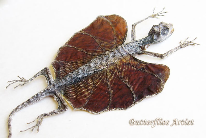 Real Red Flying Dragon Lizard Draco Taxidermy Collectible Etsy