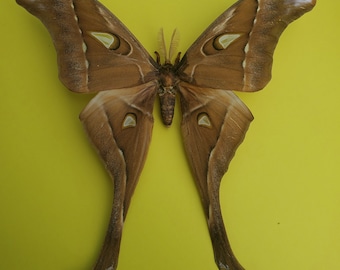 Hercules Moth Coscinocera Hercules Framed Lepidoptera Shadowbox Display